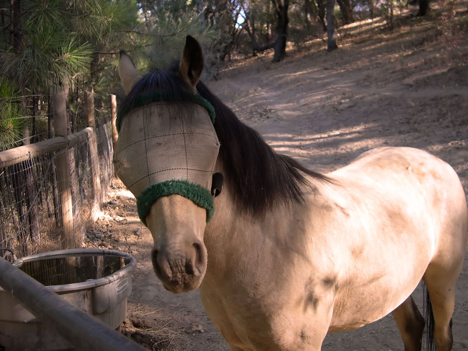 A blindfolded horse