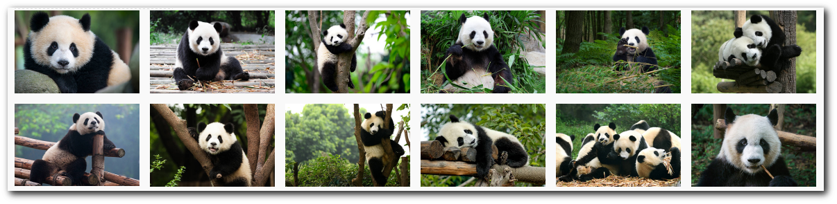 Some pandas