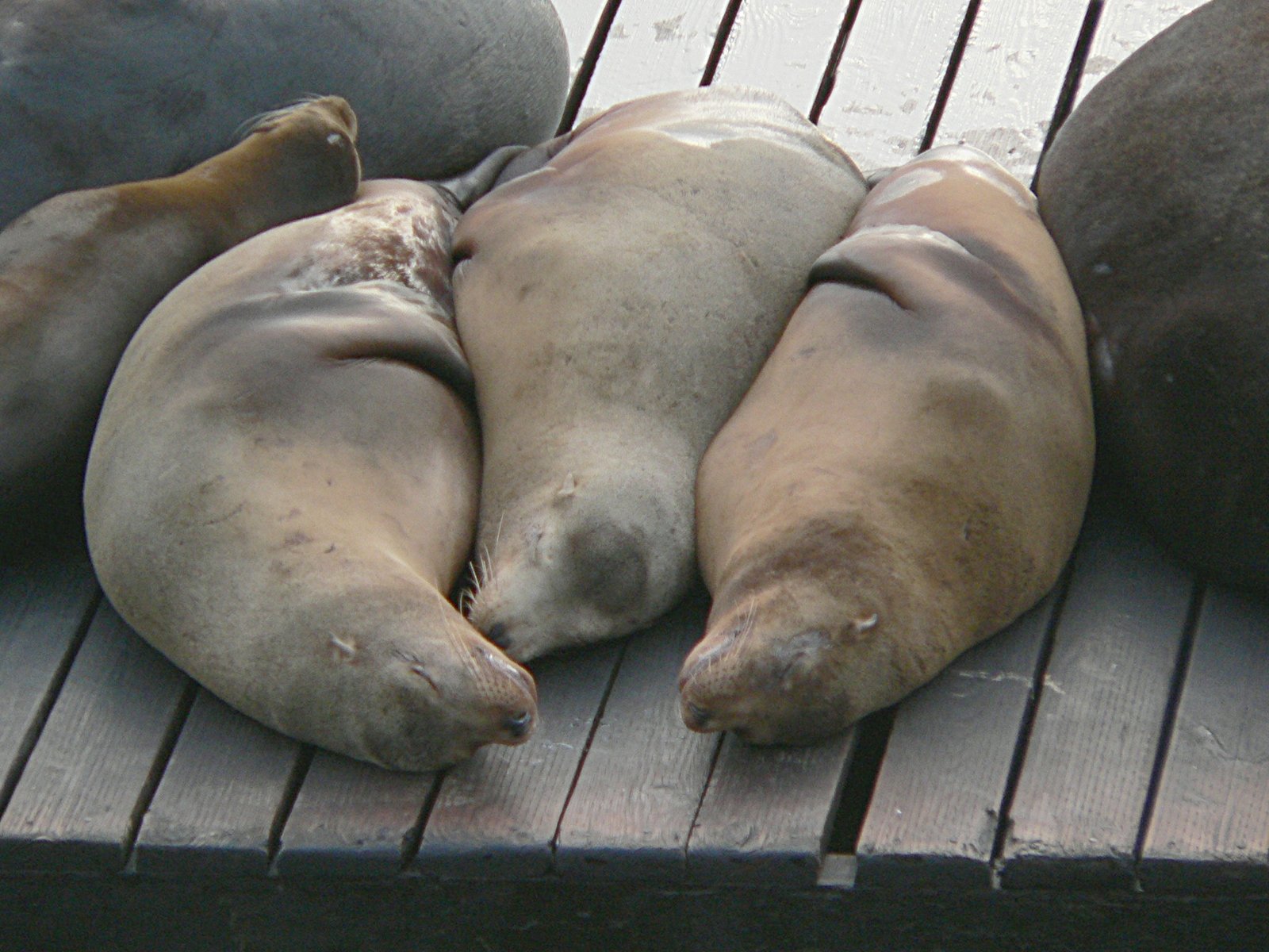 Sleeping sea lions