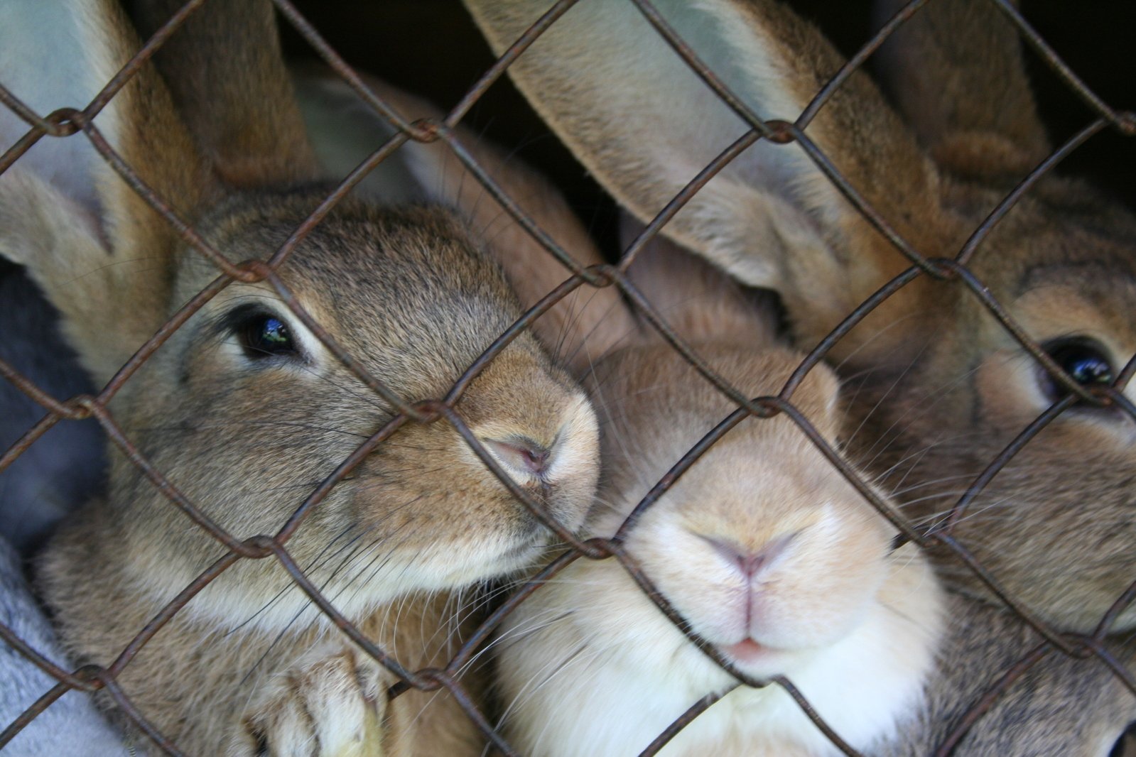 3 rabbits caged