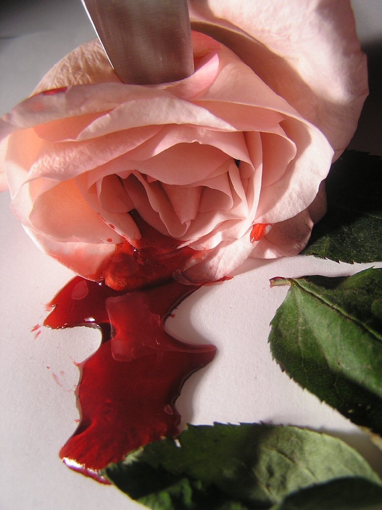 The bleeding roses