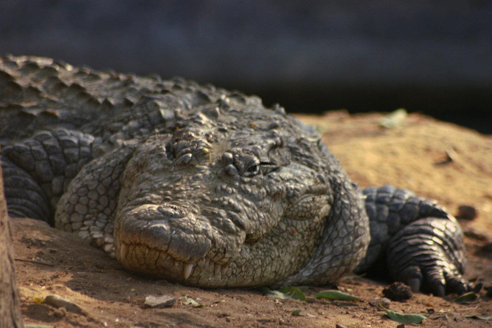 Crocodile