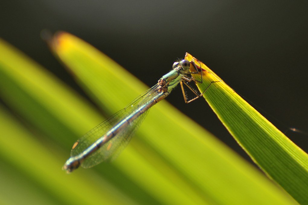 Libellule/dragonfly