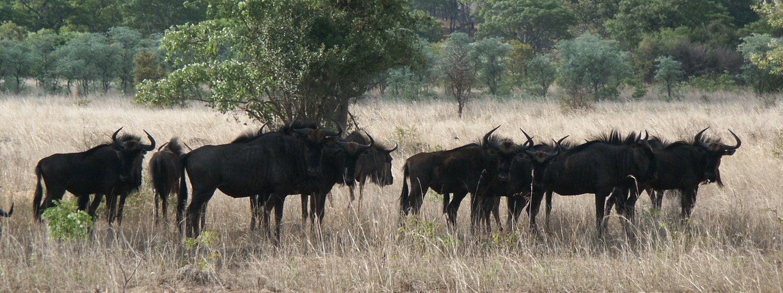 Wildebeest