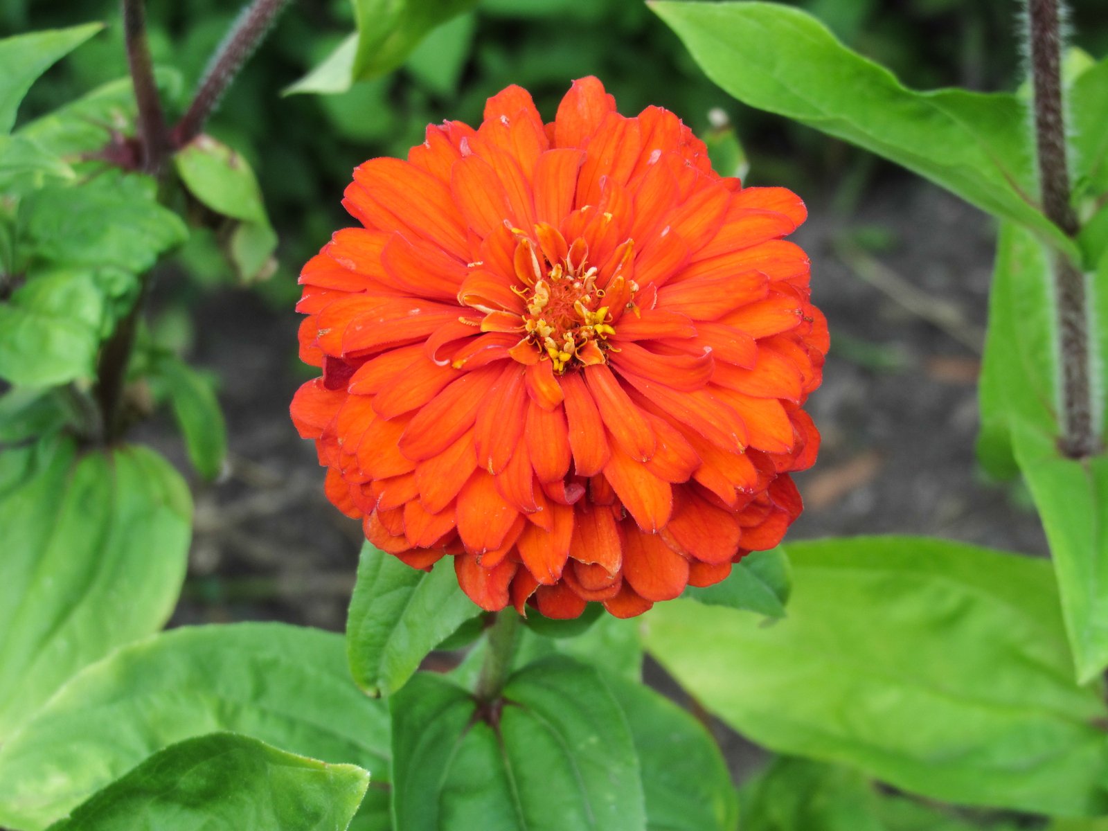 Red dahlia