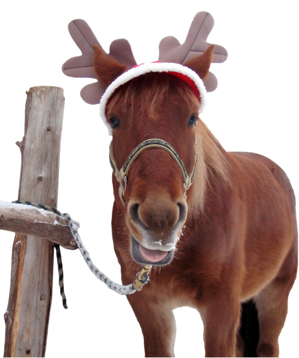 Christmas horse