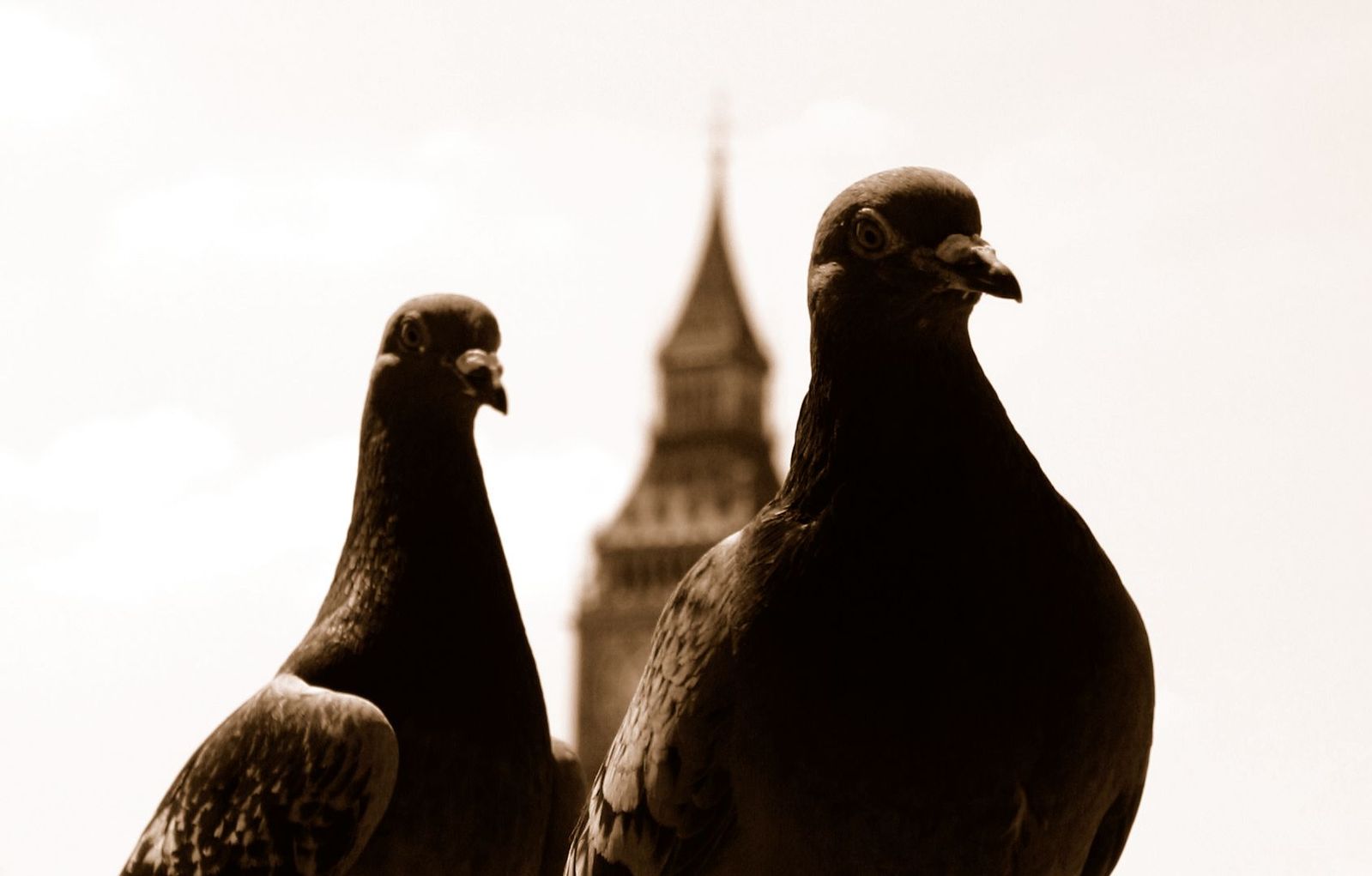 Pigeons