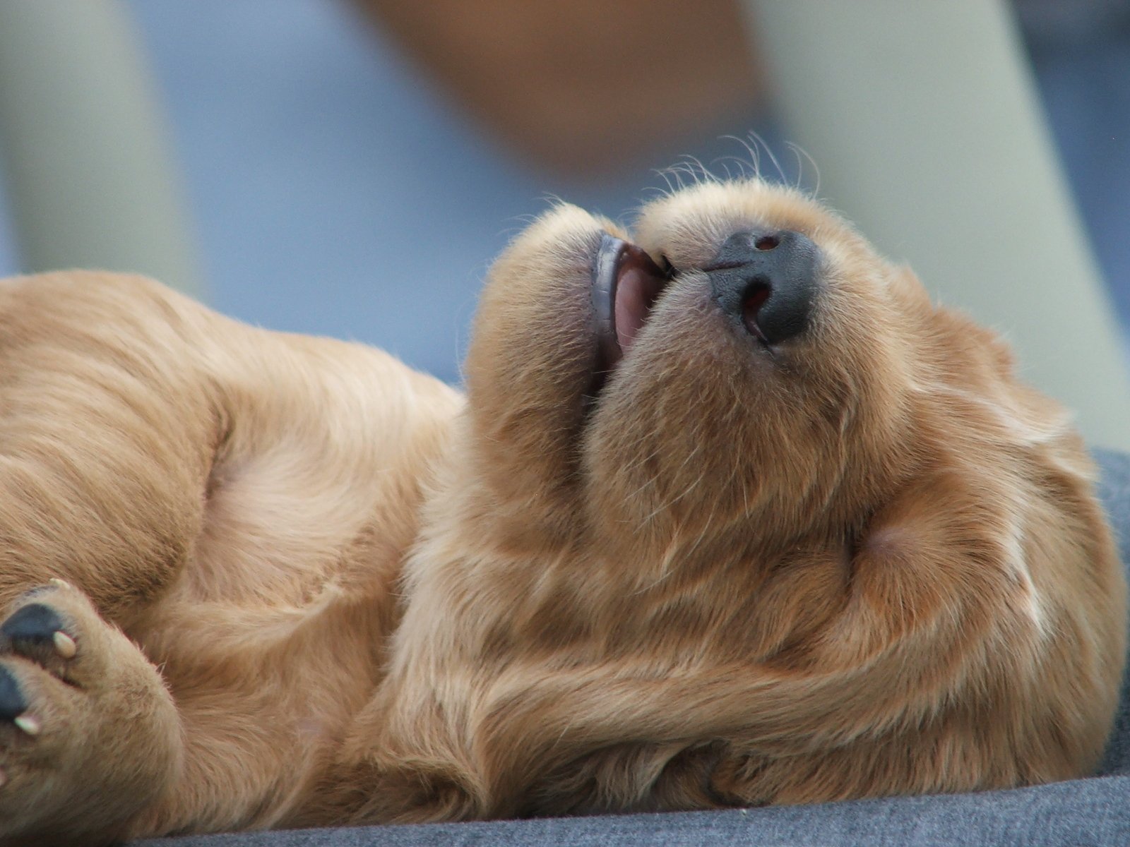 A sleeping puppy