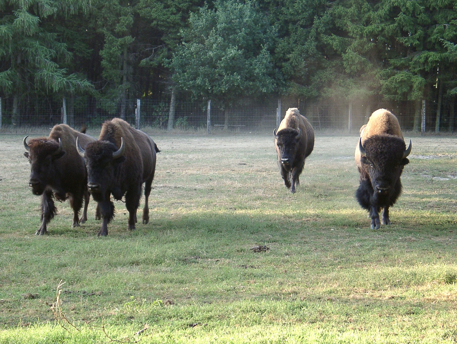 Bison coming