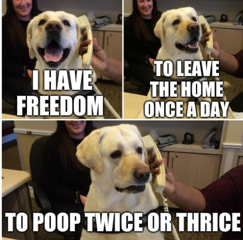 I have freedom to leave the home once a day to poop twice or thrice
