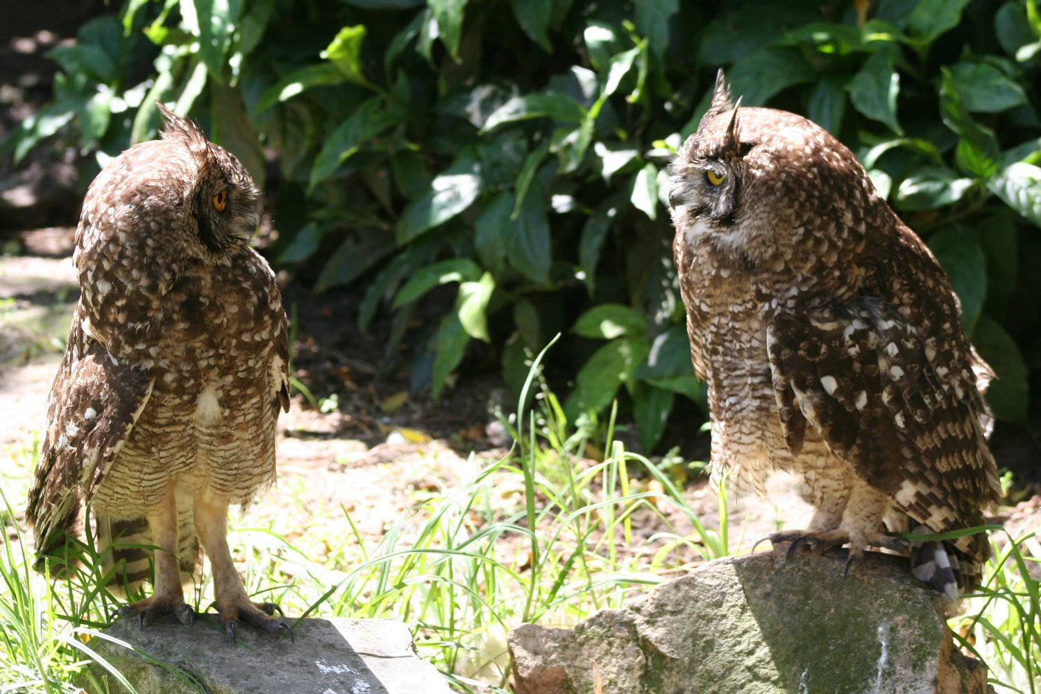 Owls chatting
