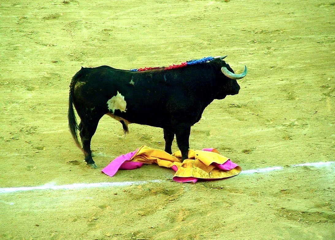 The Bull Wins