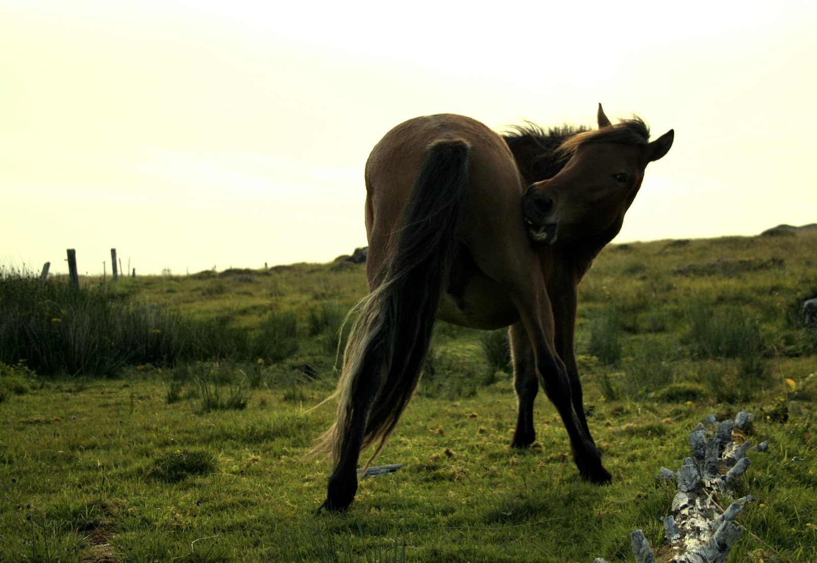 Scratching Horse