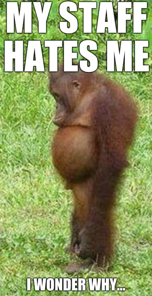 Chubby orangutan: My staff hates me and I wonder why...