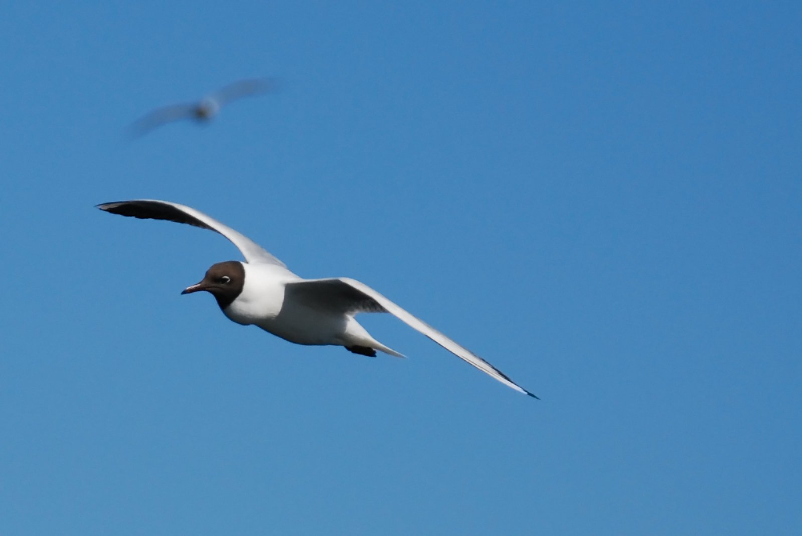 Seagull