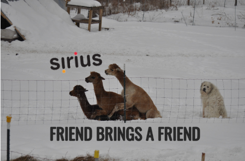 Friend brings a friend at Sirius