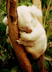 Rare Albino Koala from the San Diego Zoo 