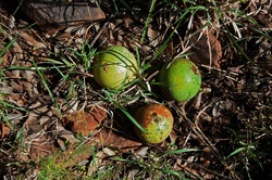 Fallen Round Monkey Orange Fruit: Fallen round ripening monkey orange fruit called strychnos spinosa