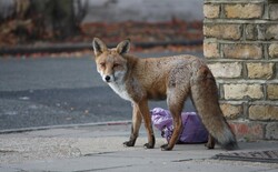 Fox In The Street: Urban street fox in close-up