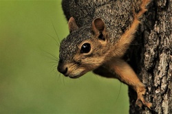 Close-up of the head and leg of a fox squirrel, coming down a tree, with a green background.