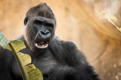 Adult gorilla eating