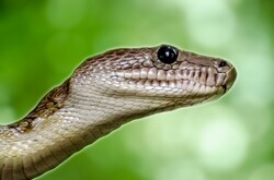 Snake - Cuban Boa - Epicrates Angulifer