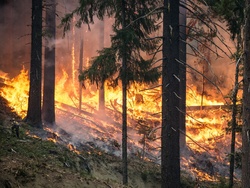 Forest Fire: Forest Burning into the Night