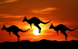 Three jumping kangaroo silhouettes at sunset