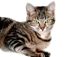 Artistic illustration of a tabby cat lying down