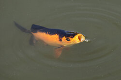 Fish With Open Mouth: Singing fish in pond (what a voice)