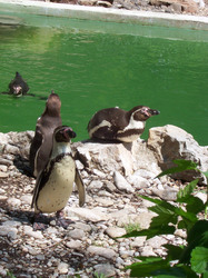 Family of penguin