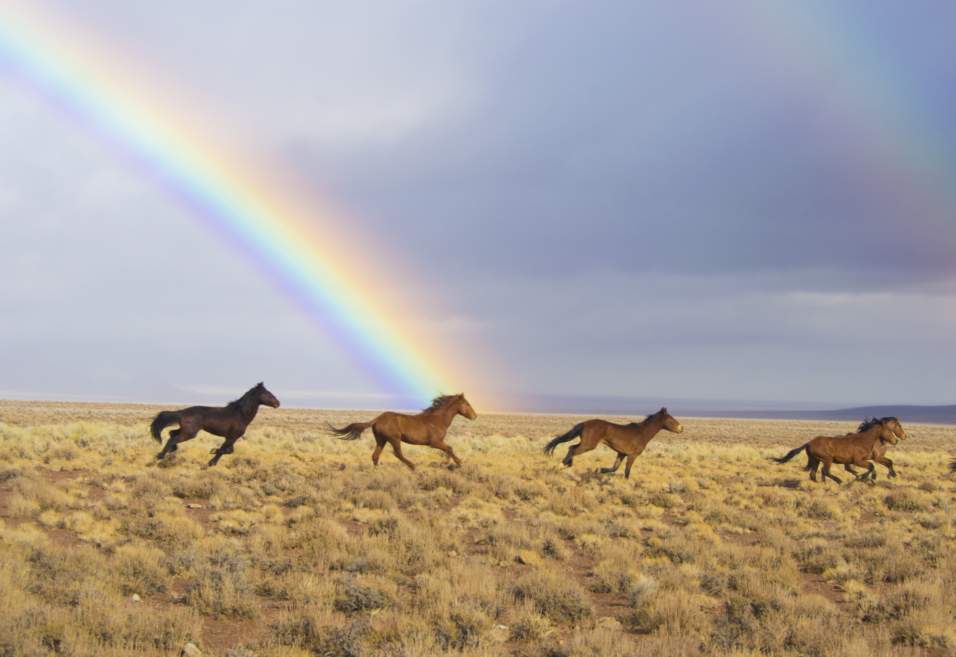 Wild Horses and a Rainbow