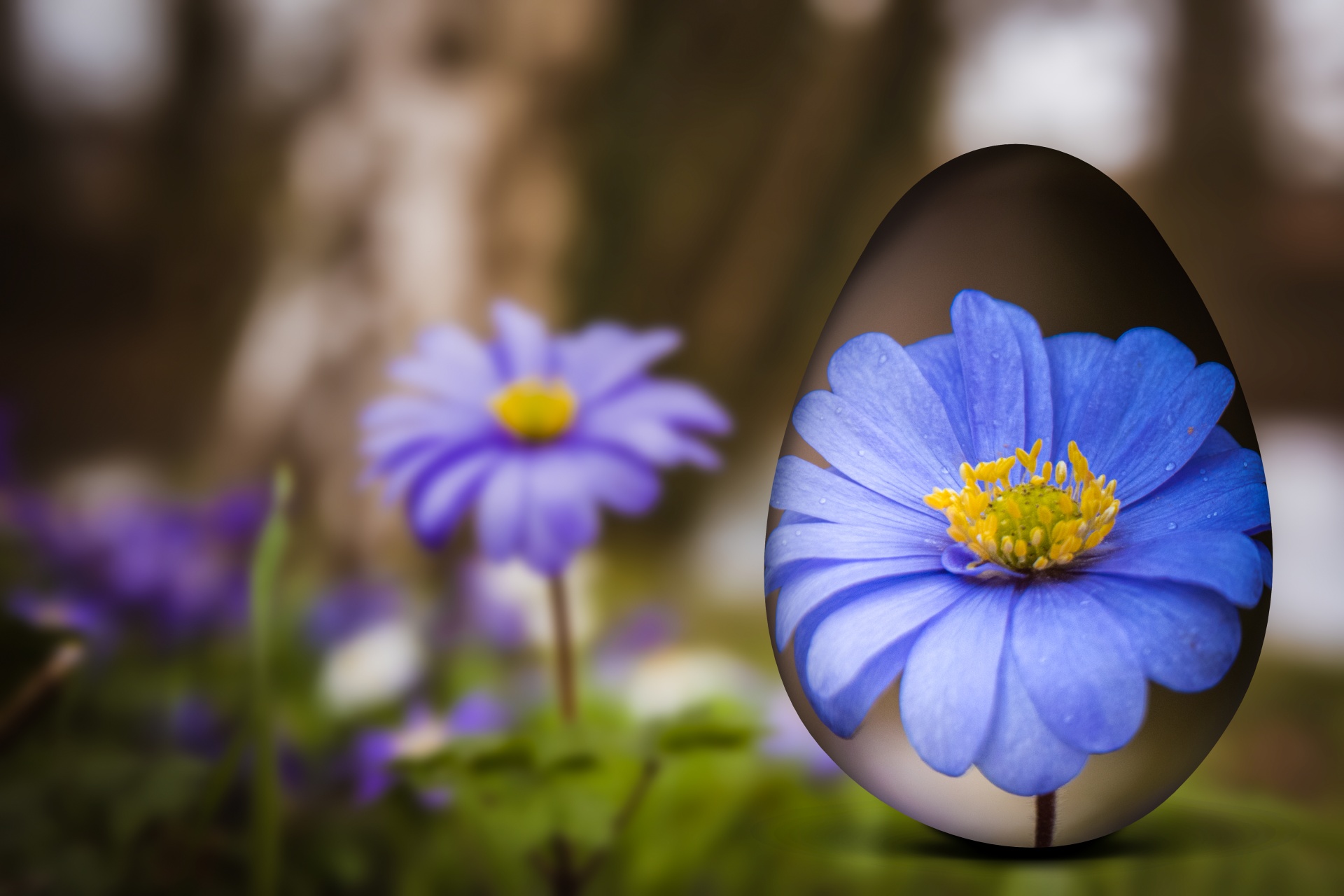 Easter background decorative with balkan anemone wallpaper