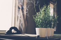 Burning Incense Sticks with green plant in the background