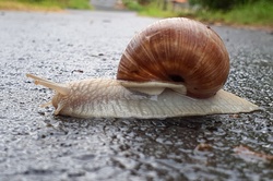 Closeup of a snail on the road