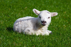 New born cute lamb on green grass