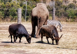 An elephant, zebra and water buffalo grazing