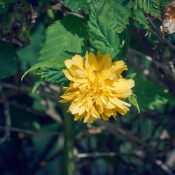 Coretian flower from Japan