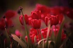 Flower, red tulips