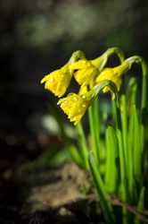 Narcissus flowers and green leaves