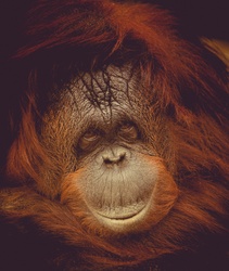 Smiling orangutan portrait