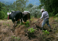Plowing with Oxen in Panama