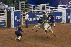 Cowboy riding in a rodeo