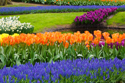 Colorful Keukenhof gardens in spring