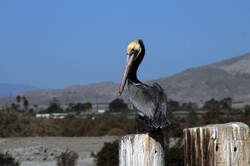 A lone Brown Pelican sitting on a wooden post at Salton Sea Lake area, California