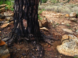 Charred bark on the base of a pine tree after a veld fire