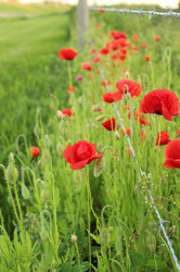 Colorful Wild Flowers Red Poppies