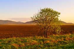 A small tree growing near a plowed field