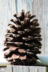 A very large pine cone sitting on top of a fence post.