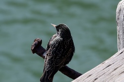 Common Starling Bird Photograph